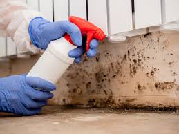 Trusted Hampton Manor, NY Mold Remediation Experts